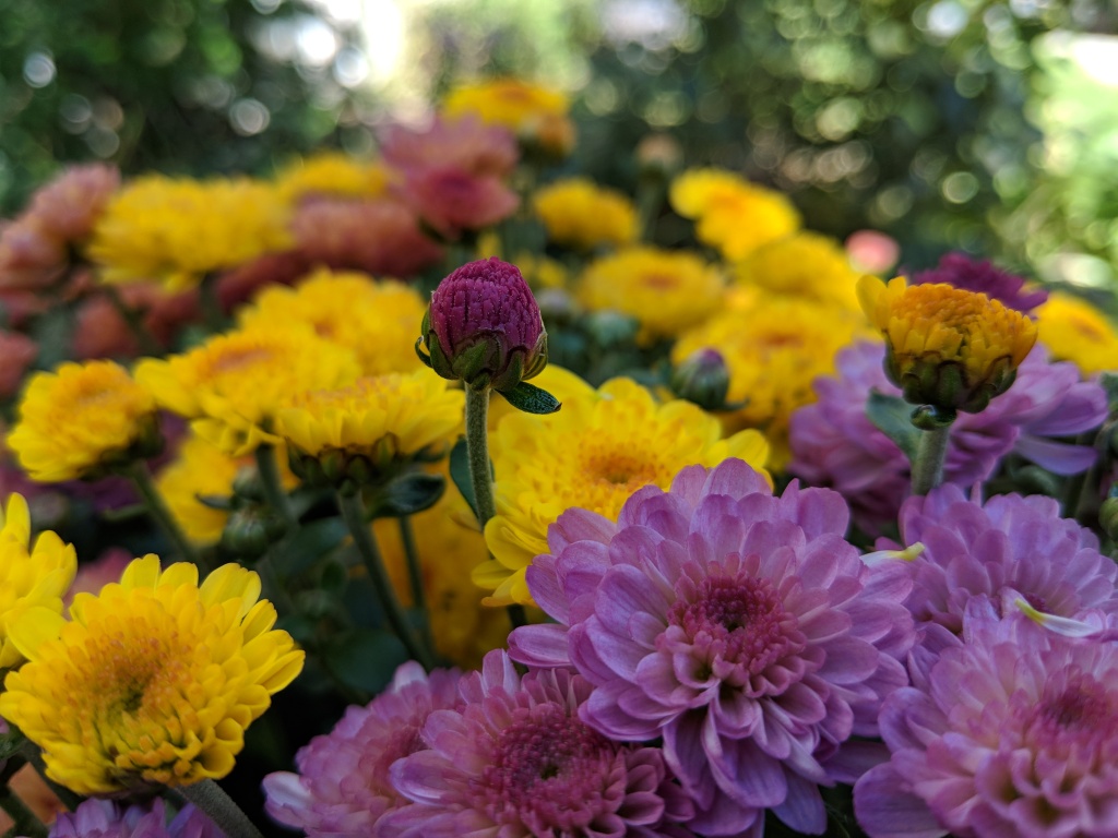  yellow and pink mums